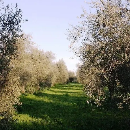 Vigna Mai Magliano in Toscana