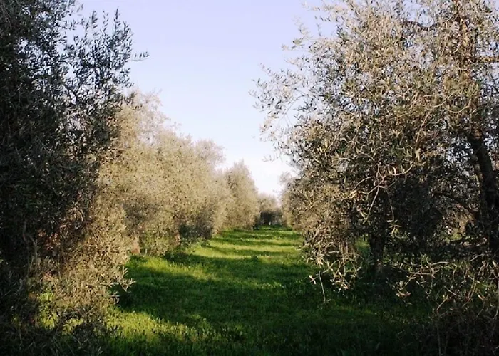 Vigna Mai Magliano in Toscana